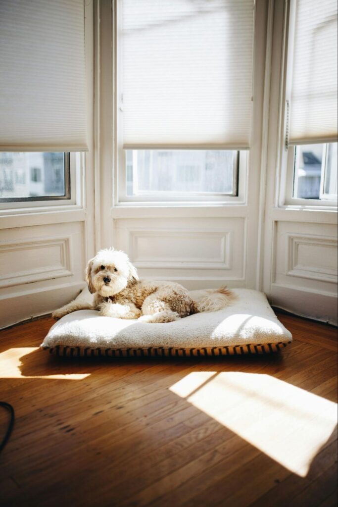 dog sitting in a bed in front of windows with shades